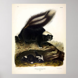 Poster Common American Skunk, Striped Skunk, de Audubon