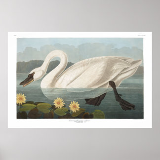 Poster Common American Swan, Plate 411 - Audubon