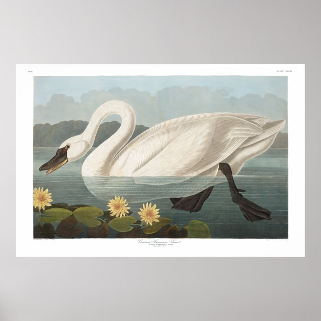 Poster Common American Swan, Plate 411 - Audubon (Frente)
