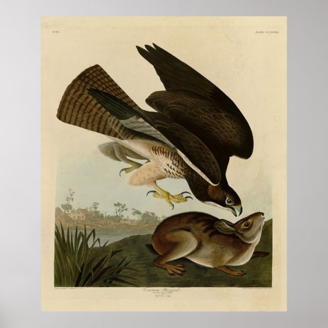Poster Common Buzzard - das Aves da América de Audubon (Frente)