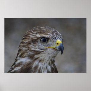 Pôster Common Buzzard Portrait