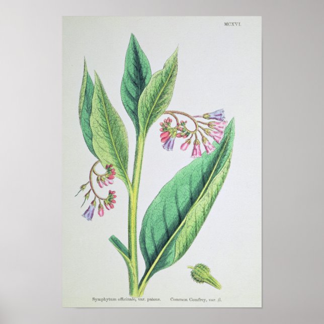 Pôster Common Comfrey, placa MCXVI, c.1800 (Frente)