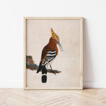 Poster Common Hoopoe | William Lewin<br><div class="desc">Common Hoopoe (before 1790) | William Lewin’s Common Hoopoe is an elegant and detailed depiction of a hoopoe bird perched on a branch against a minimalist neutral background. The painting highlights the bird’s distinctive crest and striking plumage with remarkable precision, emphasizing its unique beauty. The simplicity of the background draws...</div>