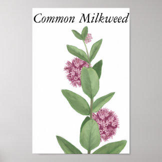 Poster Common Milkweed