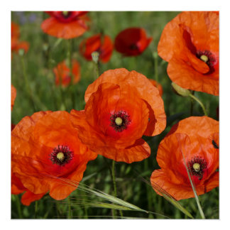 Pôster Common Poppies 