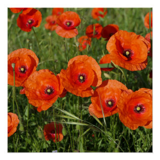 Pôster Common Poppies 