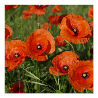 Pôster Common Poppies 