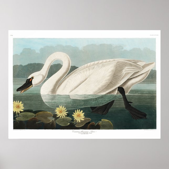 Poster Common Swan Canvas (Frente)