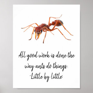 Poster Como as formigas funcionam