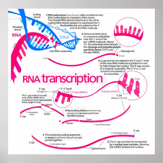 Pôster Como é Criado mRNA num diagrama de Núcleos (Frente)
