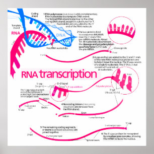 Pôster Como o mRNA é criado em um diagrama do núcleo