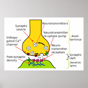 Pôster Como Sinais Nervosos São Enviados Com O Diagrama S