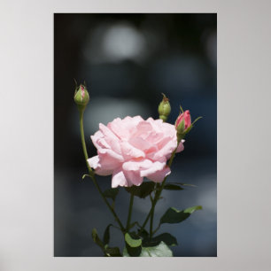 Pôster Como um rosa