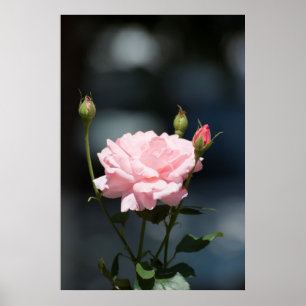 Pôster como um rosa