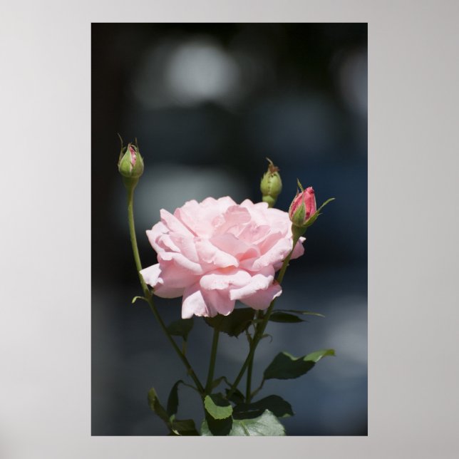 Pôster como um rosa (Frente)