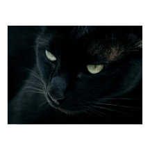 Como uma pantera negra