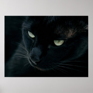 Poster Como uma pantera preta