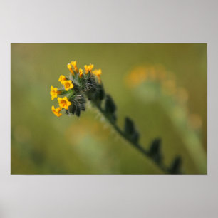 Poster companheiro amarelo