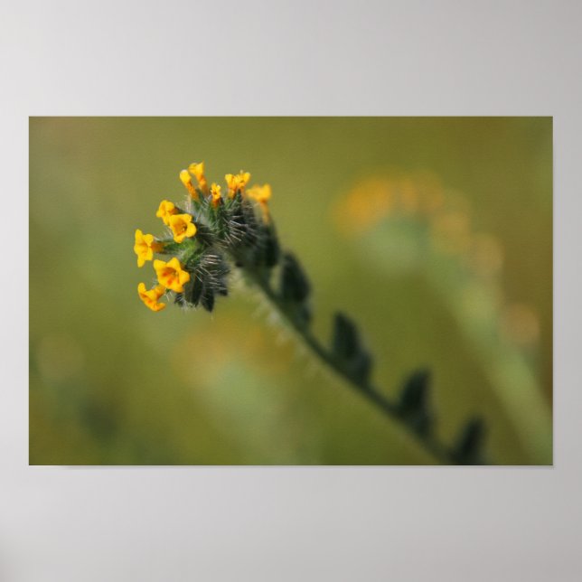 Poster companheiro amarelo (Frente)