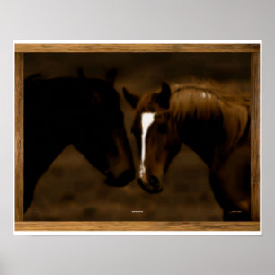 Pôster companheiros de cavalo