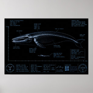 Poster Comparação de Tamanho de Baleia vs Humano em Raio-