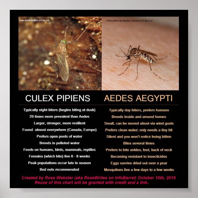 Poster Comparando Mosquitos de Carregando Zika por RoseWr (Frente)