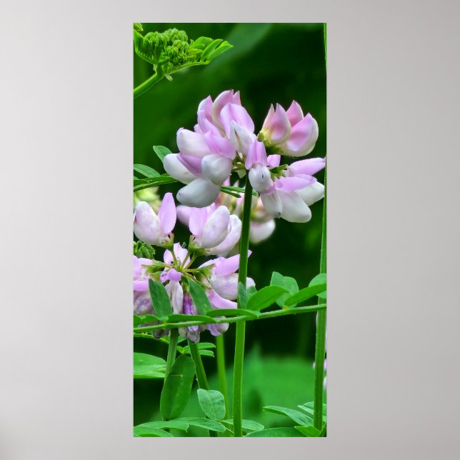 Poster Compartimentos de Flor Cor-de-Rosa e Branco (Frente)