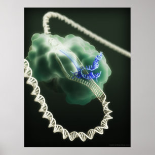 Poster Complexo CRISPR-Cas9 no trabalho