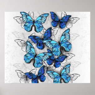 Poster Composição de Borboletas Brancas e Azuis