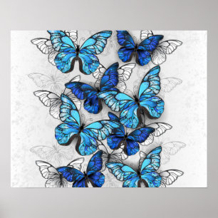 Poster Composição de Borboletas Brancas e Azuis