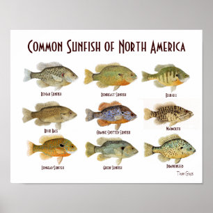 Poster comum do Sunfish