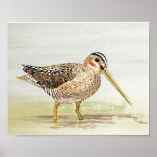 Pôster Comum Snipe