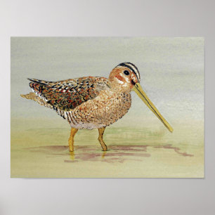 Pôster Comum Snipe a arte