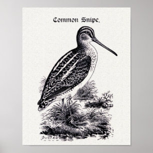 Poster "Comum Snipe" a ilustração do vintage