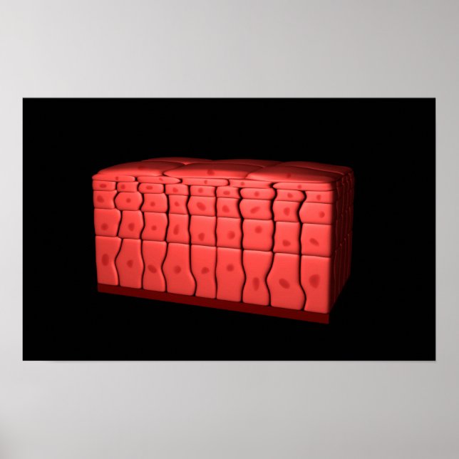 Pôster Conceito De Epithélio Escamoso Estratificado 2 (Frente)