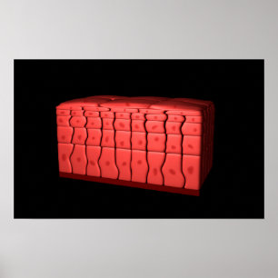 Pôster Conceito do epitélio estratificado 2 de Squamous