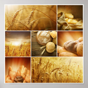 Poster Conceitos de Wheat.Harvest. Colagem do cereal