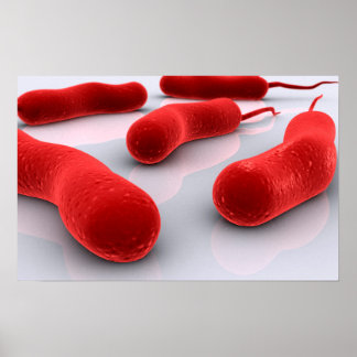 Poster Conceptual Image Of Cholerae Bacteria