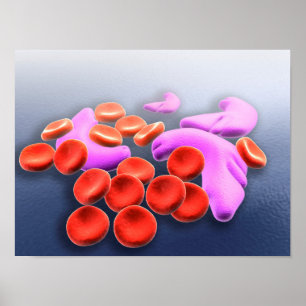 Pôster Conceptual Image Of Sickle Cell Anemia