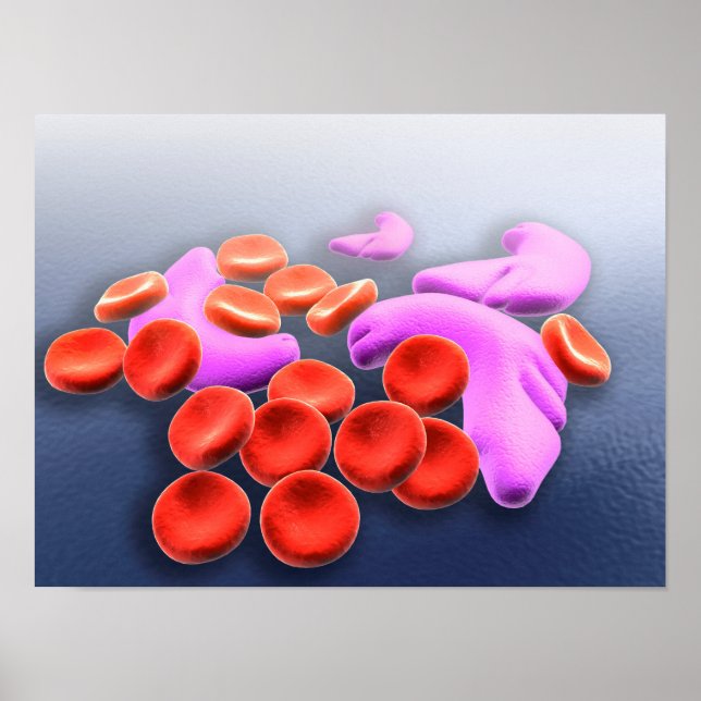 Pôster Conceptual Image Of Sickle Cell Anemia (Frente)
