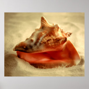 Pôster Conch
