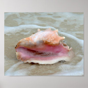 Poster Conch no surf, Bahamas 8x10 da rainha
