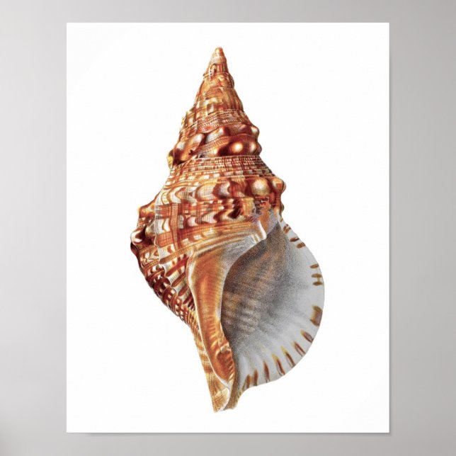 Pôster Conch Sea Shell no.3 Beach Home Decor Art Impressã (Frente)