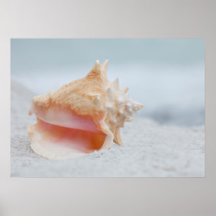 Pôster Conch Shell