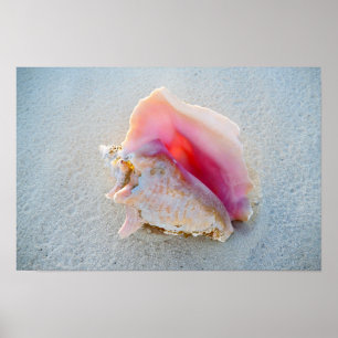 Pôster Conch Shell da rainha na praia de Bahamas