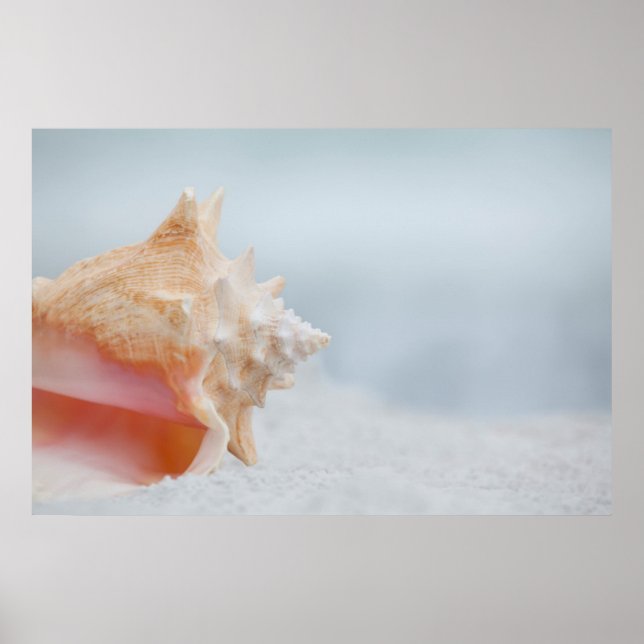 Pôster Conch Shell | Florida (Frente)