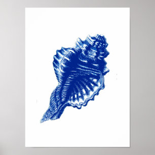 Pôster Conch Shell, Indigo Azul e Branco