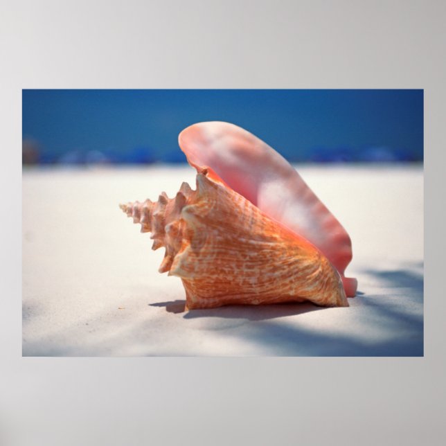 Poster Conch Shell Na Praia 2 (Frente)