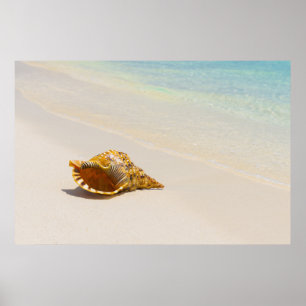 Poster Conch Shell Na Praia 3