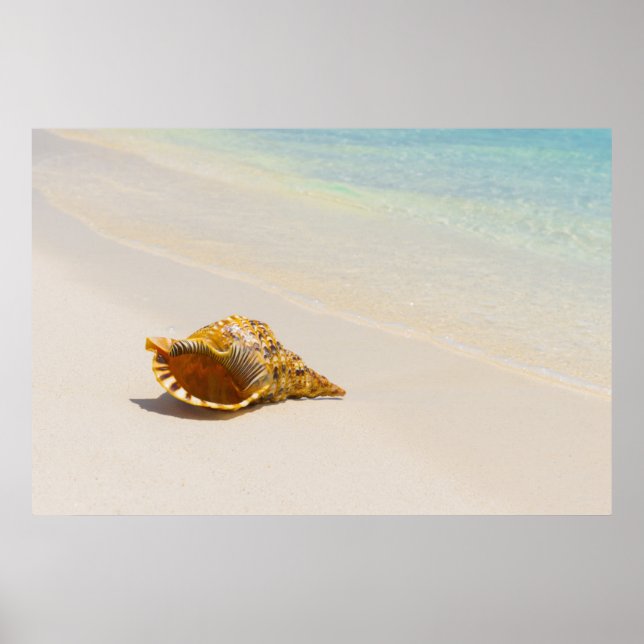 Poster Conch Shell Na Praia 3 (Frente)